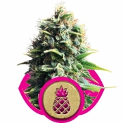 Pineapple Kush cannabis plants in bloom, grown from Feminized seeds – ideal for home cultivation from Royal Queen Seeds
