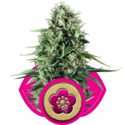 Power Flower cannabis plants in bloom, grown from Feminised seeds – ideal for home cultivation from Royal Queen Seeds