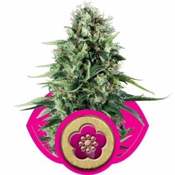 Power Flower cannabis plants in bloom, grown from Feminized seeds – ideal for home cultivation from Royal Queen Seeds