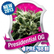 Presidential OG cannabis plants in bloom, grown from Feminised seeds – ideal for home cultivation from Royal Queen Seeds