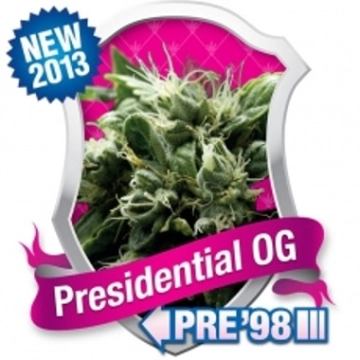 Presidential OG cannabis plants in bloom, grown from Feminized seeds – ideal for home cultivation from Royal Queen Seeds