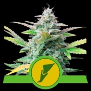 Quick One Auto cannabis plants in bloom, grown from Automatic seeds – ideal for home cultivation from Royal Queen Seeds