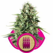 Royal AK cannabis plants in bloom, grown from Feminised seeds – ideal for home cultivation from Royal Queen Seeds