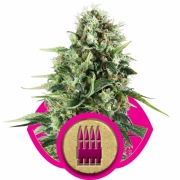 Royal AK cannabis plants in bloom, grown from Feminized seeds – ideal for home cultivation from Royal Queen Seeds