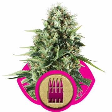 Royal AK cannabis plants in bloom, grown from Feminized seeds – ideal for home cultivation from Royal Queen Seeds
