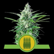 Royal AK Auto cannabis plants in bloom, grown from Automatic seeds – ideal for home cultivation from Royal Queen Seeds