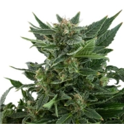 Royal Automatic cannabis plants in bloom, grown from Automatic seeds – ideal for home cultivation from Royal Queen Seeds
