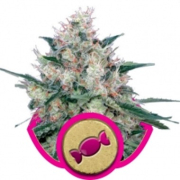 Royal Caramel cannabis plants in bloom, grown from Feminised seeds – ideal for home cultivation from Royal Queen Seeds