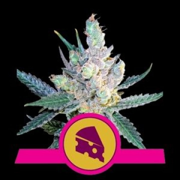 Royal Cheese cannabis plants in bloom, grown from Feminized seeds – ideal for home cultivation from Royal Queen Seeds