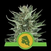 Royal Cheese Auto cannabis plants in bloom, grown from Automatic seeds – ideal for home cultivation from Royal Queen Seeds