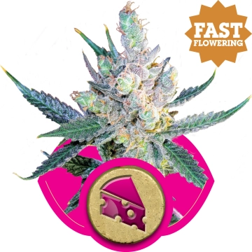 Royal Cheese FAST Version cannabis plants in bloom, grown from Feminized seeds – ideal for home cultivation from Royal Queen Seeds