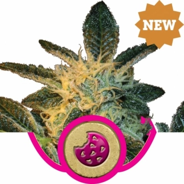 Royal Cookies cannabis plants in bloom, grown from Feminized seeds – ideal for home cultivation from Royal Queen Seeds