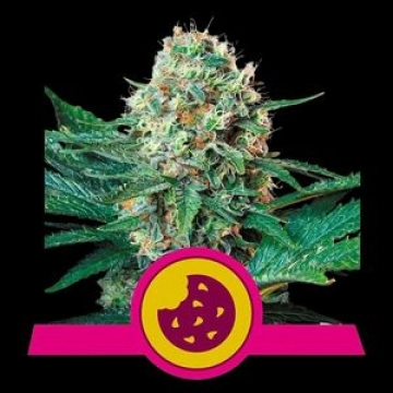 Royal Creamatic Auto cannabis plants in bloom, grown from Automatic seeds – ideal for home cultivation from Royal Queen Seeds