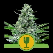 Royal Critical Auto cannabis plants in bloom, grown from Automatic seeds – ideal for home cultivation from Royal Queen Seeds