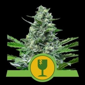 Royal Critical Auto cannabis plants in bloom, grown from Automatic seeds – ideal for home cultivation from Royal Queen Seeds