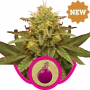 Royal Domina cannabis plants in bloom, grown from Feminized seeds – ideal for home cultivation from Royal Queen Seeds