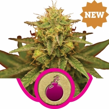 Royal Domina cannabis plants in bloom, grown from Feminized seeds – ideal for home cultivation from Royal Queen Seeds