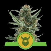 Royal Dwarf Auto cannabis plants in bloom, grown from Automatic seeds – ideal for home cultivation from Royal Queen Seeds