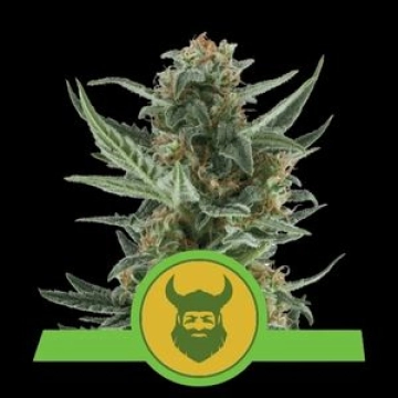 Royal Dwarf Auto cannabis plants in bloom, grown from Automatic seeds – ideal for home cultivation from Royal Queen Seeds