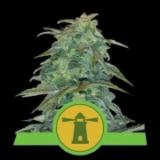Royal Haze Auto cannabis plants in bloom, grown from Automatic seeds – ideal for home cultivation from Royal Queen Seeds