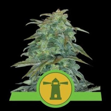 Royal Haze Auto cannabis plants in bloom, grown from Automatic seeds – ideal for home cultivation from Royal Queen Seeds