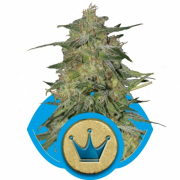 Royal Highness cannabis plants in bloom, grown from Feminised seeds – ideal for home cultivation from Royal Queen Seeds
