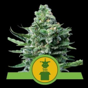 Royal Jack Auto cannabis plants in bloom, grown from Automatic seeds – ideal for home cultivation from Royal Queen Seeds