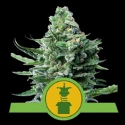 Royal Jack Auto cannabis plants in bloom, grown from Automatic seeds – ideal for home cultivation from Royal Queen Seeds
