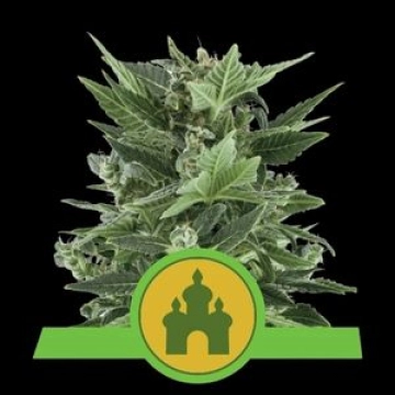 Royal Kush Auto cannabis plants in bloom, grown from Automatic seeds – ideal for home cultivation from Royal Queen Seeds