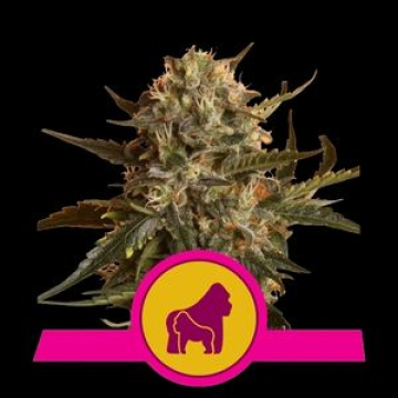 Mother Gorilla 