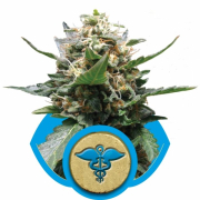 Royal Medic cannabis plants in bloom, grown from Feminised seeds – ideal for home cultivation from Royal Queen Seeds