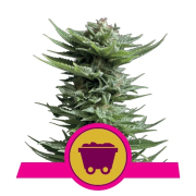 Shining Silver Haze cannabis plants in bloom, grown from Feminised seeds – ideal for home cultivation from Royal Queen Seeds