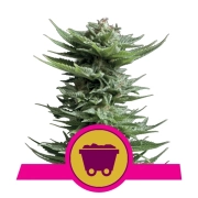 Shining Silver Haze cannabis plants in bloom, grown from Feminized seeds – ideal for home cultivation from Royal Queen Seeds
