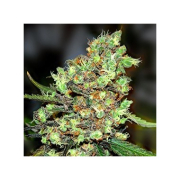 Skunk #1 cannabis plants in bloom, grown from Feminised seeds – ideal for home cultivation from Royal Queen Seeds