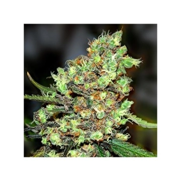 Skunk #1 cannabis plants in bloom, grown from Feminized seeds – ideal for home cultivation from Royal Queen Seeds