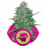 Skunk XL cannabis plants in bloom, grown from Feminized seeds – ideal for home cultivation from Royal Queen Seeds