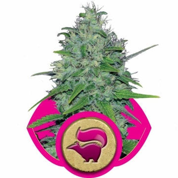 Skunk XL cannabis plants in bloom, grown from Feminized seeds – ideal for home cultivation from Royal Queen Seeds