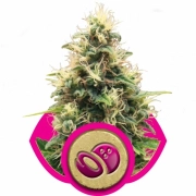 Somango XL cannabis plants in bloom, grown from Feminized seeds – ideal for home cultivation from Royal Queen Seeds