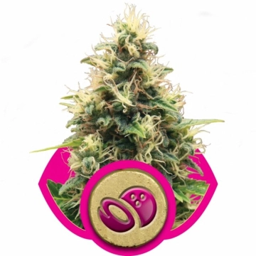Somango XL cannabis plants in bloom, grown from Feminized seeds – ideal for home cultivation from Royal Queen Seeds