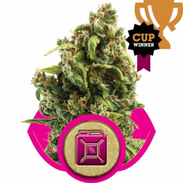 Sour Diesel