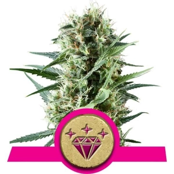 Special Kush #1 cannabis plants in bloom, grown from Feminized seeds – ideal for home cultivation from Royal Queen Seeds