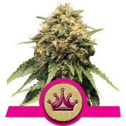 Special Queen #1 cannabis plants in bloom, grown from Feminised seeds – ideal for home cultivation from Royal Queen Seeds