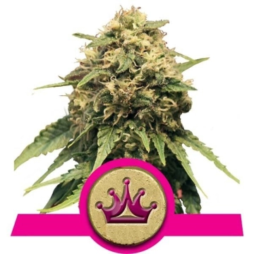 Special Queen #1 cannabis plants in bloom, grown from Feminized seeds – ideal for home cultivation from Royal Queen Seeds