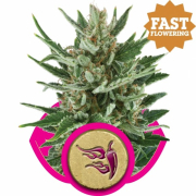 Speedy Chile Fast Version cannabis plants in bloom, grown from Feminised seeds – ideal for home cultivation from Royal Queen Seeds