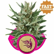 Speedy Chile Fast Version cannabis plants in bloom, grown from Feminized seeds – ideal for home cultivation from Royal Queen Seeds