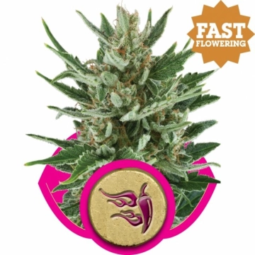 Speedy Chile Fast Version cannabis plants in bloom, grown from Feminized seeds – ideal for home cultivation from Royal Queen Seeds