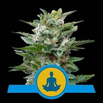 Stress Killer Auto CBD cannabis plants in bloom, grown from Automatic seeds – ideal for home cultivation from Royal Queen Seeds