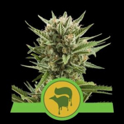 Sweet Skunk Auto cannabis plants in bloom, grown from Automatic seeds – ideal for home cultivation from Royal Queen Seeds