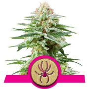 White Widow cannabis plants in bloom, grown from Feminised seeds – ideal for home cultivation from Royal Queen Seeds