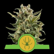 White Widow Auto cannabis plants in bloom, grown from Automatic seeds – ideal for home cultivation from Royal Queen Seeds